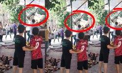 Şanlıurfa’da Boğa Kasaba Hayatının Kabusunu Yaşattı