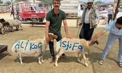 Şanlıurfa’da Kurban Pazarında Çekilen Görüntü Sosyal Medyayı Salladı!