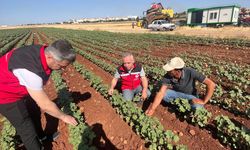 Şanlıurfa’da Pamuk Tarlalarına Teknik Çıkarma!