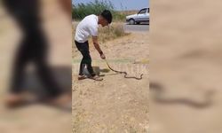 Şanlıurfa’da Yürüyüş Yapan Gençler Gördüklerine İnanamadı: 1 Değil, 2 Değil, Tam 6 Tane!