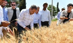 Şanlıurfa’da Tarımda 32 Çeşit Üretildi, 4 Yeni Çeşit İçin Geri Sayım Başladı
