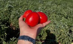 Urfa İsotu İçin Geri Sayım Başladı