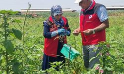 Şanlıurfa’da Domates Tarlalarında Tuzaklar Kuruldu