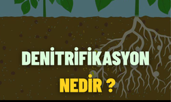 Denitrifikasyon Nedir ?