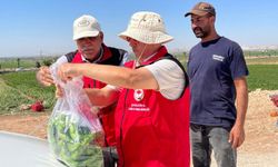 Hasat Öncesi Kriz mi? Şanlıurfa’da Tarlalardan Numune Alındı, Diyarbakır’da İncelenecek