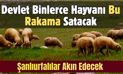 Şanlıurfalılar Akın Edecek: Tarım Müdürlüğü Binlerce Hayvanı Bu Rakama Satacak