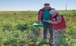 Şanlıurfa’da Domates Üreticisine Uyarı: Tarlada Zararlı mı Var?