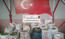Ceylanpınar TİGEM Arazisinde Fıstık Hırsızlığı Operasyonu: 13 Şüpheli Yakalandı!