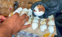 Eyyübiye’de Son Kullanma Tarihi Geçmiş 170 Koli Yumurta Ele Geçirildi