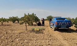 Fıstık Tarlasında Silahlı Kavga: Komiser Gözaltına Alındı