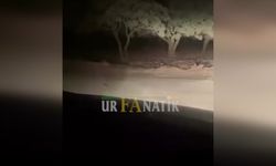 Şanlıurfa’da Gece Fıstık Tarlasına Gidenler Gördükleri Karşısında Şaştı Kaldı