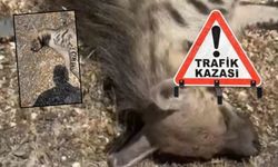 Şanlıurfa’da Nadir Görülen Çizgili Sırtlan Trafikte Can Verdi