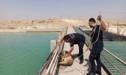 Şanlıurfa Haliliye’de Sulama Kanalına Düşen Köpek Akıntıdan Kurtarıldı