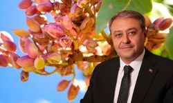 Şanlıurfa’nın 70 Bin Tonluk Fıstık Rekoltesi İçin Sezon Açıldı