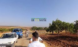 Şanlıurfa'da Fıstık Hırsızları Ortaya Çıktı: Çiftçinin Zararını Duyunca Şaşkına Döneceksiniz