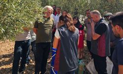 Şanlıurfa’da Zeytin Ağaçları İçin Kritik Müdahale!
