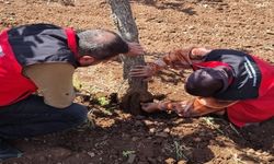 Fıstıkta Hastalık Alarmı: Şanlıurfa’da Tehlike Büyüyor Mu?