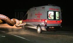 Şanlıurfa Viranşehir’de Tarlada Yılan Isırdı, Küçük Kız Hastaneye Kaldırıldı