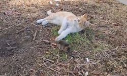 Şanlıurfa’da Kedi İle Farenin Dostluğu İzleyenleri Şaşkına Çevirdi