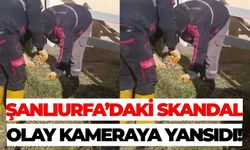 Şanlıurfa’daki Skandal Olay Kameraya Yansıdı!