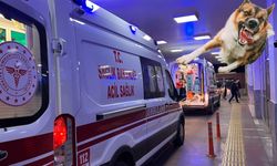 Şanlıurfa’da Küçük Çocuğa Köpek Saldırmıştı: Dikkat Çeken Açıklama