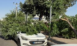 Şanlıurfa’da Fırtına Dehşeti! Ağaç Aracın Üzerine Düştü