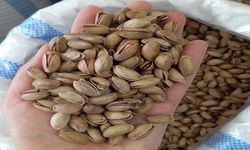 Şanlıurfa’da Fıstık Piyasasında Fırtına! Rakamlar Herkesi Şaşırttı