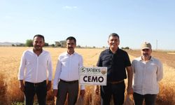 Tarlada Büyük Heyecan! Yerli Buğday CEMMO İlk Ürününü Verdi