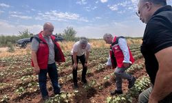 Pamukta Kritik Takip! Şanlıurfa Ovasında Zararlı İncelemesi