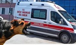 Şanlıurfa’da Sahipsiz Köpek Dehşeti: 8 Yaşındaki Abdulkadir Yaralandı