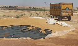 Şanlıurfa’da Arpa Ve Buğday 29 Haziran’da Kaç Liradan Satıldı?