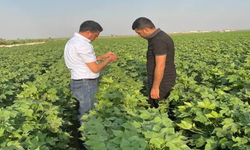 Şanlıurfa’da Üreticiyi İlgilendiren Kritik Uyarı: Herkesin Bilmesi Gerekiyor