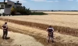 Şanlıurfa’da Tarlalara Sıkı Takip! Jandarma Alarmda