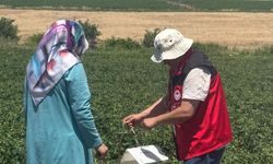 Şanlıurfa’da Domates Güvesine Karşı Feromon Tuzaklı Takip Başlatıldı