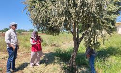 Haliliye İlçesinde Ait Fıstık ve Zeytin Bahçelerinde Denetim