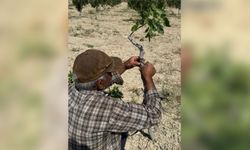 Urfa Fıstığında Kritik Dönem Başladı