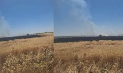 Harran’da Buğday Tarlasında Yangın: 50 Dönümlük Alan Kül Oldu