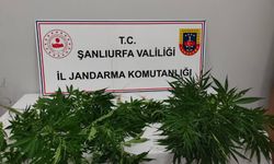 Hilvan ve Halfeti’de Narkotik Denetimi: 20 Kök Kenevir Ele Geçirildi