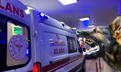 Şanlıurfa’daki Sokak Köpeği Saldırısı Olayına İlişkin İçişleri Bakanlığı Müfettiş Görevlendirdi