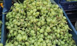 Şanlıurfa’da Sezonu Başladı: Kilosu 80 TL