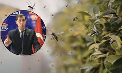 Saadet Partisi'nden Şanlıurfa'daki Sivrisinek Sorununa Çözüm Çağrısı