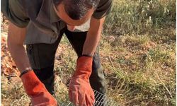 Şanlıurfa'da Bitkin Düşen Arı Şahini Yeniden Özgür