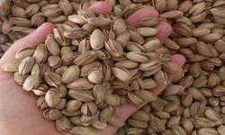 Şanlıurfa'da 65 Ton Kuru Fıstık Satışa Çıkıyor!