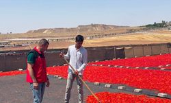 Şanlıurfa’da Biber Sezonu Öncesi Ekipler Sahaya İndi