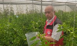 Şanlıurfa’da Biberlerden Alınan Numuneler Diyarbakır’a Gönderildi