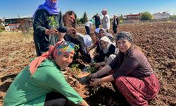 Şanlıurfa’da Domates, Biber ve Şelengo Tohumları Toprakla Buluştu