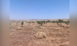 Şanlıurfa’da Dikkat Çeken Tarım Modeli: Fıstık Bahçesinde Kırmızı Mercimek Hasadı