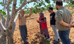 Şanlıurfa’da Fıstık Bahçeleri Mercek Altına Alındı