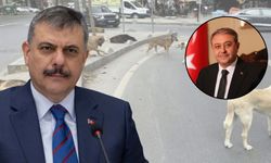 Şanlıurfa, Türkiye’ye Örnek Olan İller Arasına Girdi