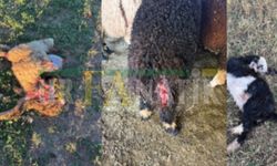 Suruç’ta Başıboş Köpekler Ahıra Saldırdı: 2 Koyun ve 1 Kuzu Telef Oldu